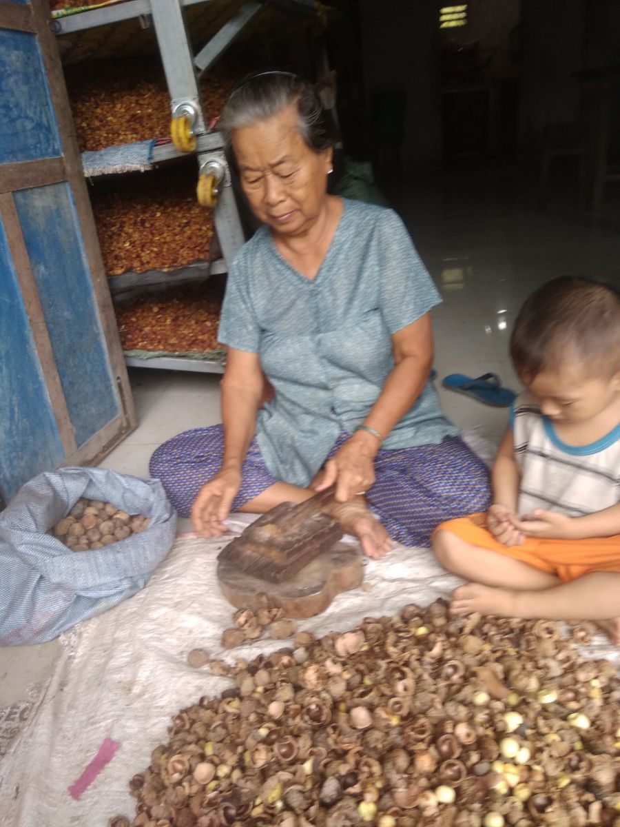 Nông dân sử dụng các công cụ thủ công để phá vỡ vỏ của quả mù u để lấy hạt nhân bên trong