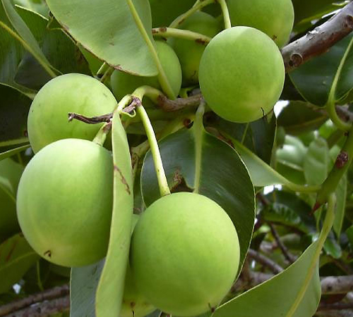 Tamanu Oil for skin care